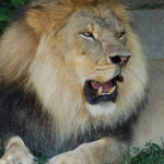 Successful jaw surgery restores lion's health in punjab
