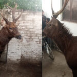 Hungry Sambar deer crosses border into Pakistan from India