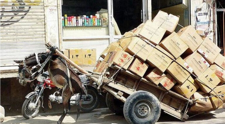 Punjab government to establish special anti-animal cruelty courts