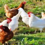 First U.S. human death from bird flu reported in Louisiana