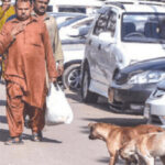 Karachi sees increase in dog bite incidents in last 25 days