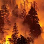 Large number of trees, shrubs burnt in Murree, AJK forest fires