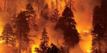 Large number of trees, shrubs burnt in Murree, AJK forest fires