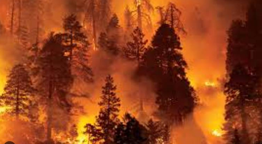Large number of trees, shrubs burnt in Murree, AJK forest fires