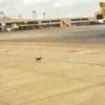 Stray Dogs Land at Karachi Airport, Attempt to Board Flight Fails