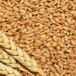 Wheat Worth Rs 150 Billion Spoiling in State Warehouses