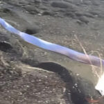 Arrival of the "Doomsday Fish" on the Shore – Is a New Disaster Looming?