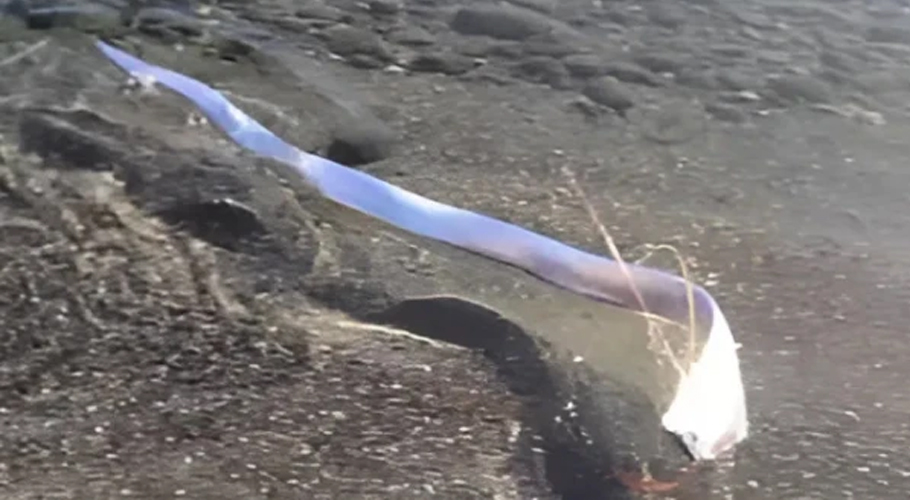 Arrival of the "Doomsday Fish" on the Shore – Is a New Disaster Looming?