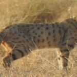 Rare Asiatic wildcat cat spotted in DG Khan’s Sulaiman Range