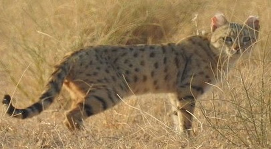 Rare Asiatic wildcat cat spotted in DG Khan’s Sulaiman Range