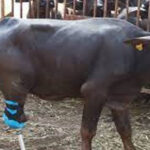 Landlord cuts buffalo’s legs with axe over entering his field in Tandlianwala