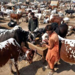 Preparations underway for Karachi’s grand cattle market ahead of Eid