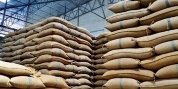 Wheat price significantly drops as new crop reaches market