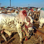 Over 150,000 sacrificial animals arrive at Northern Bypass Cattle Market