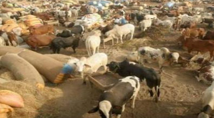 Lahore likely to set up sacrificial animal markets at THESE locations
