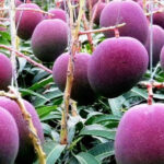 World’s Most Expensive Purple Mango is Now Available in Pakistan