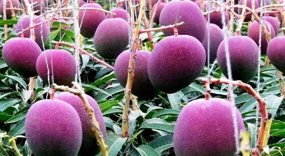 World’s Most Expensive Purple Mango is Now Available in Pakistan