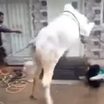Cow Kick Kills Youth During Eid Sacrifice; 144 Injured in Similar Incidents Across Punjab