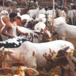 Dacoits loot Rs 15 million from cattle traders on Super Highway Karachi