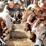 Sacrificial animal prices drop significantly in Karachi