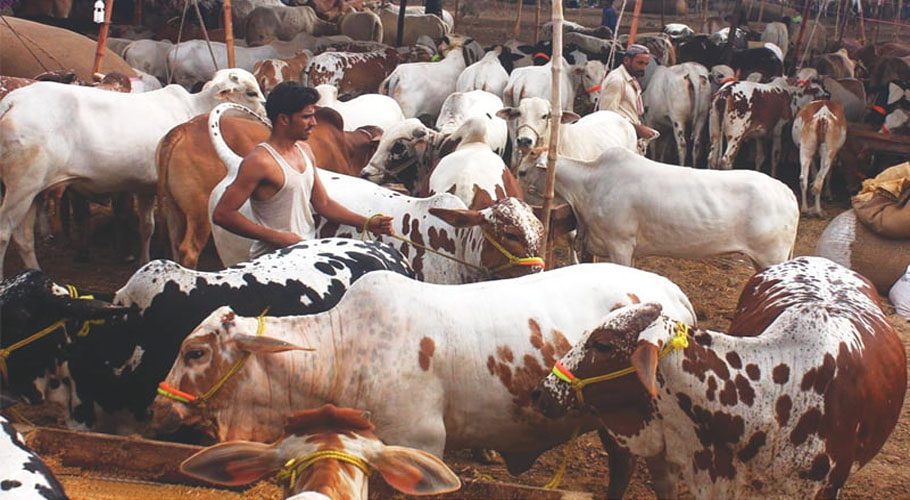 Dacoits loot Rs 15 million from cattle traders on Super Highway Karachi
