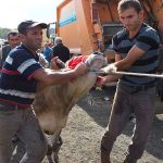 14,372 people injured in Turkiye during Eid animal sacrifice
