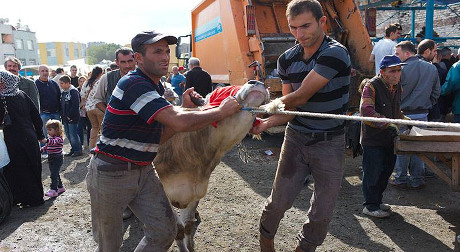 14,372 people injured in Turkiye during Eid animal sacrifice