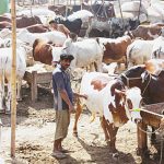 Karachi’s Northern Bypass cattle market sees over 150,000 animals sold since April 19