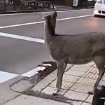 "Deer Waits at Zebra Crossing in Japan: A Lesson in Discipline for Lawless Societies"