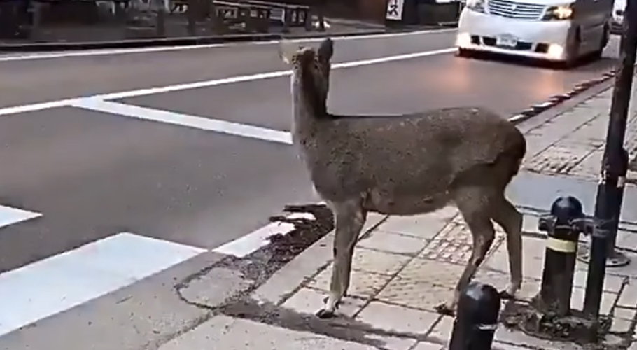 "Deer Waits at Zebra Crossing in Japan: A Lesson in Discipline for Lawless Societies"