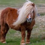 Man Found Guilty of Sexually Abusing Shetland Pony