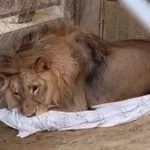African lion kept as pet in Gujar Khan home confiscated