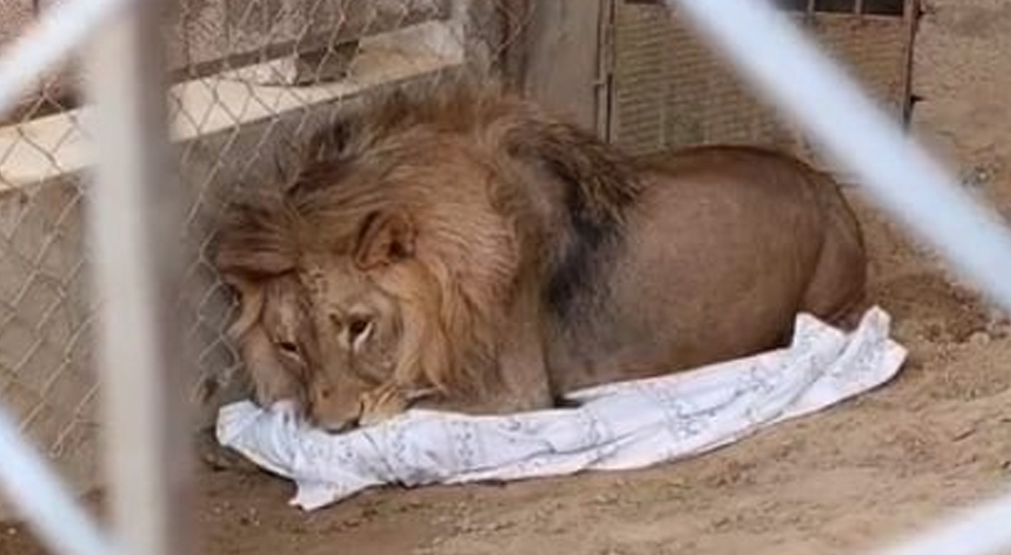 African lion kept as pet in Gujar Khan home confiscated