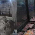 How to identify donkey meat?