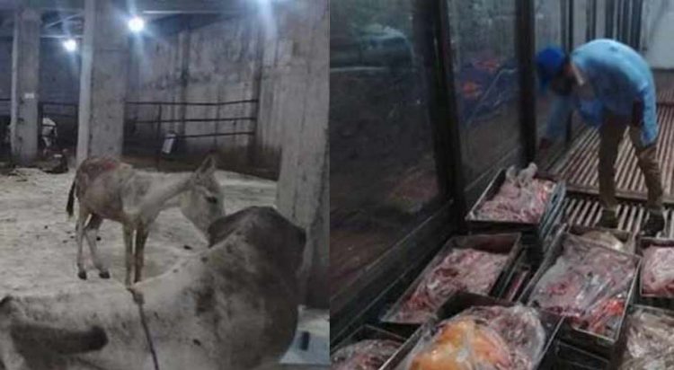 How to identify donkey meat?