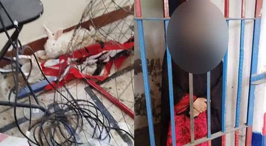 Lahore woman arrested for killing animals, posting graphic content online