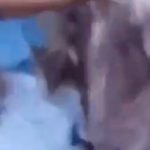 دادا پر تشدد کی تصویر