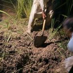 لاش کے مقام کی کھدائی کا منظر