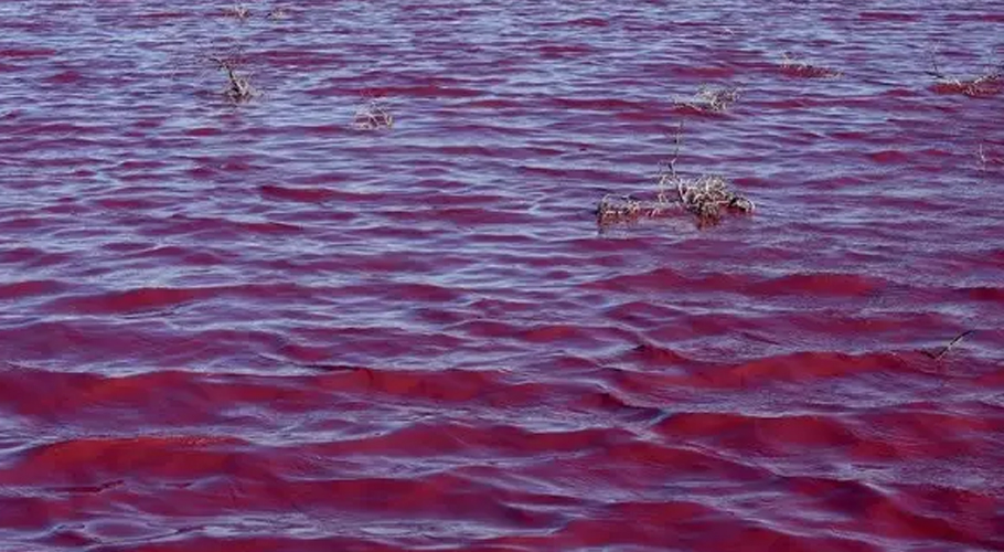 Gadani Jetty Water Turns Pink Due to this reason