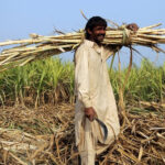 Sugar mills owe farmers over Rs3 billion: Audit report
