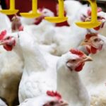 Poultry supply to Karachi will remain suspended today