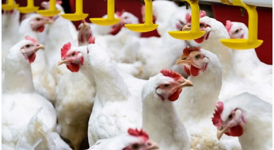 Poultry supply to Karachi will remain suspended today