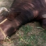 Brutality in Gujrat: Pregnant Buffalo’s Legs Chopped Off