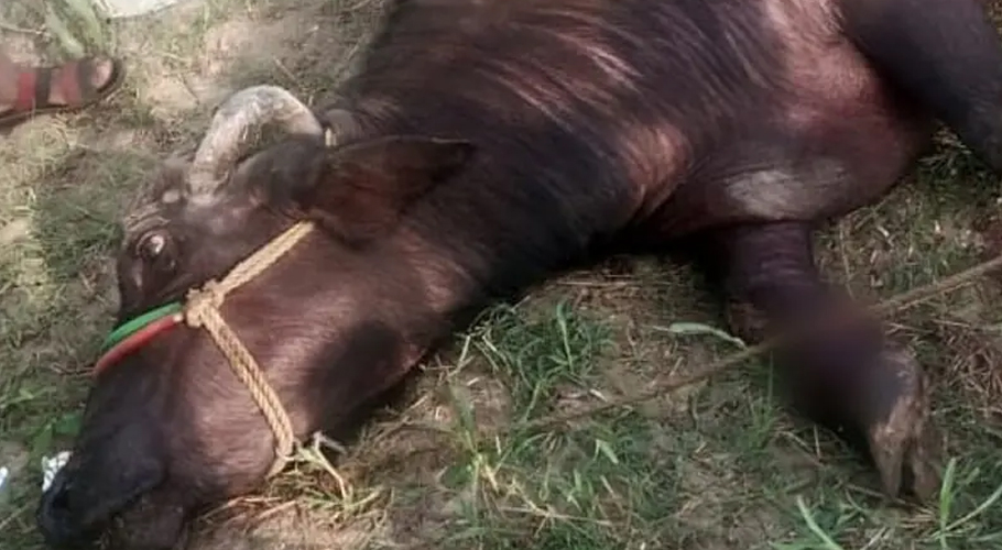 Brutality in Gujrat: Pregnant Buffalo’s Legs Chopped Off