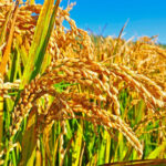 Did recent floods really damage 60% of Punjab’s rice crop?