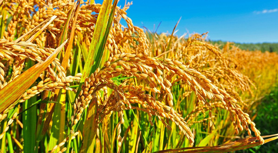 Did recent floods really damage 60% of Punjab’s rice crop?