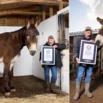 2 British Donkeys Set Guinness World Records