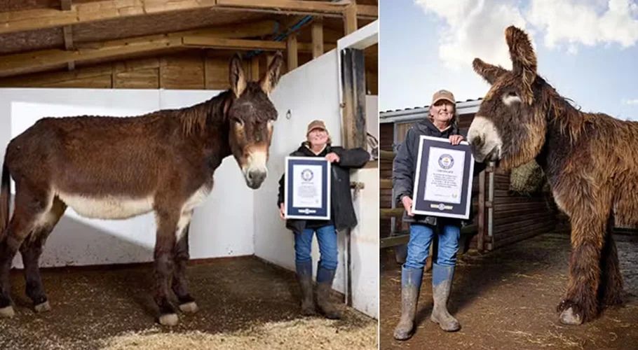 2 British Donkeys Set Guinness World Records