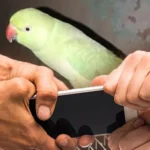 Man steals mobile phone from Karachi flat under pretext of catching parrot