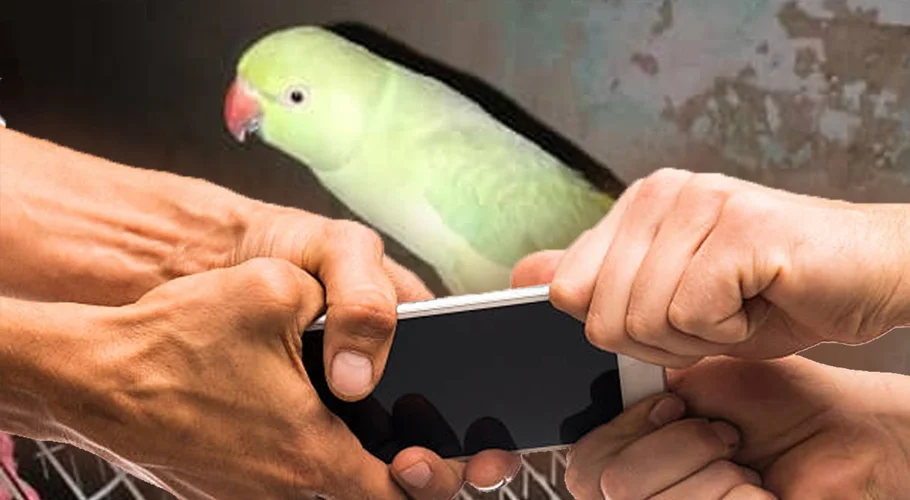 Man steals mobile phone from Karachi flat under pretext of catching parrot